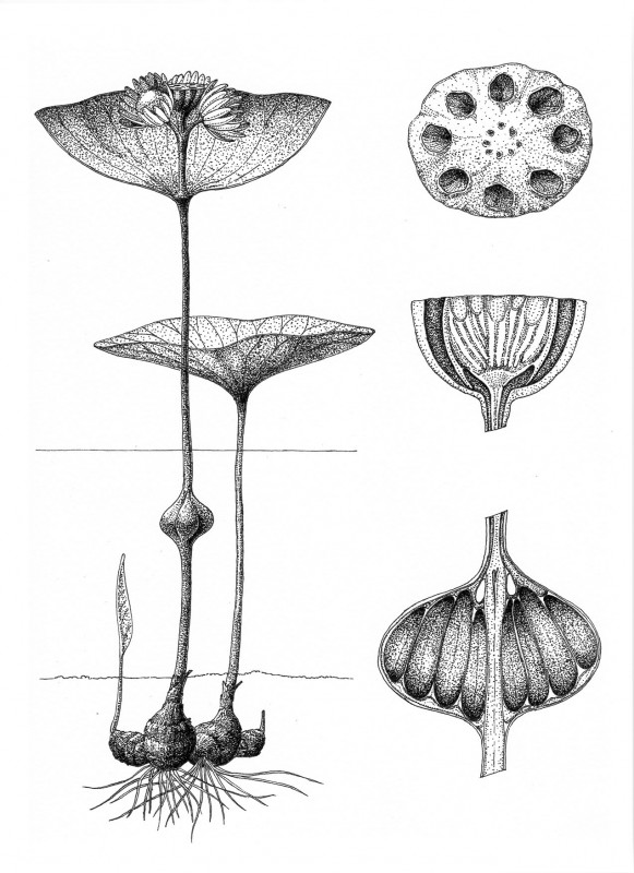 acousticbotany2